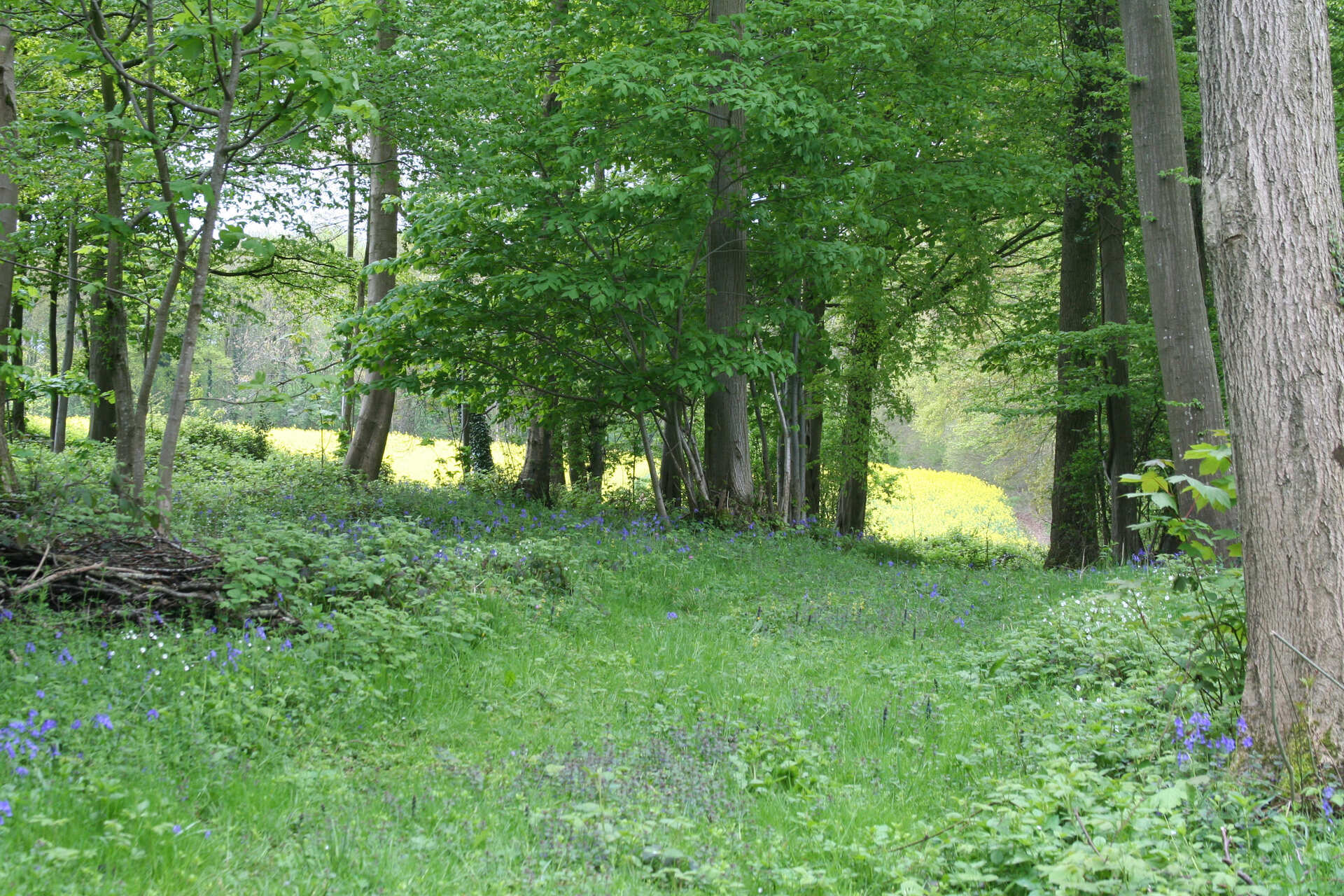 Foret de Bernatre 2