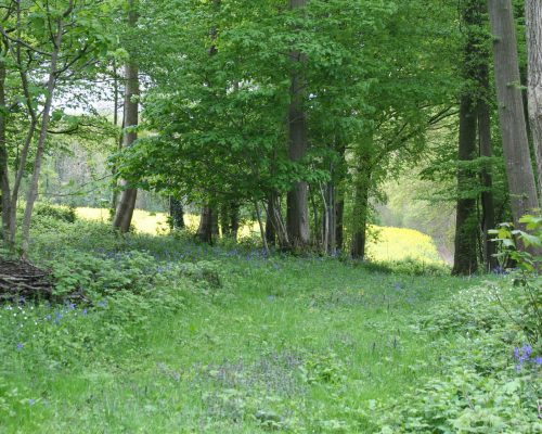 Foret de Bernatre 2